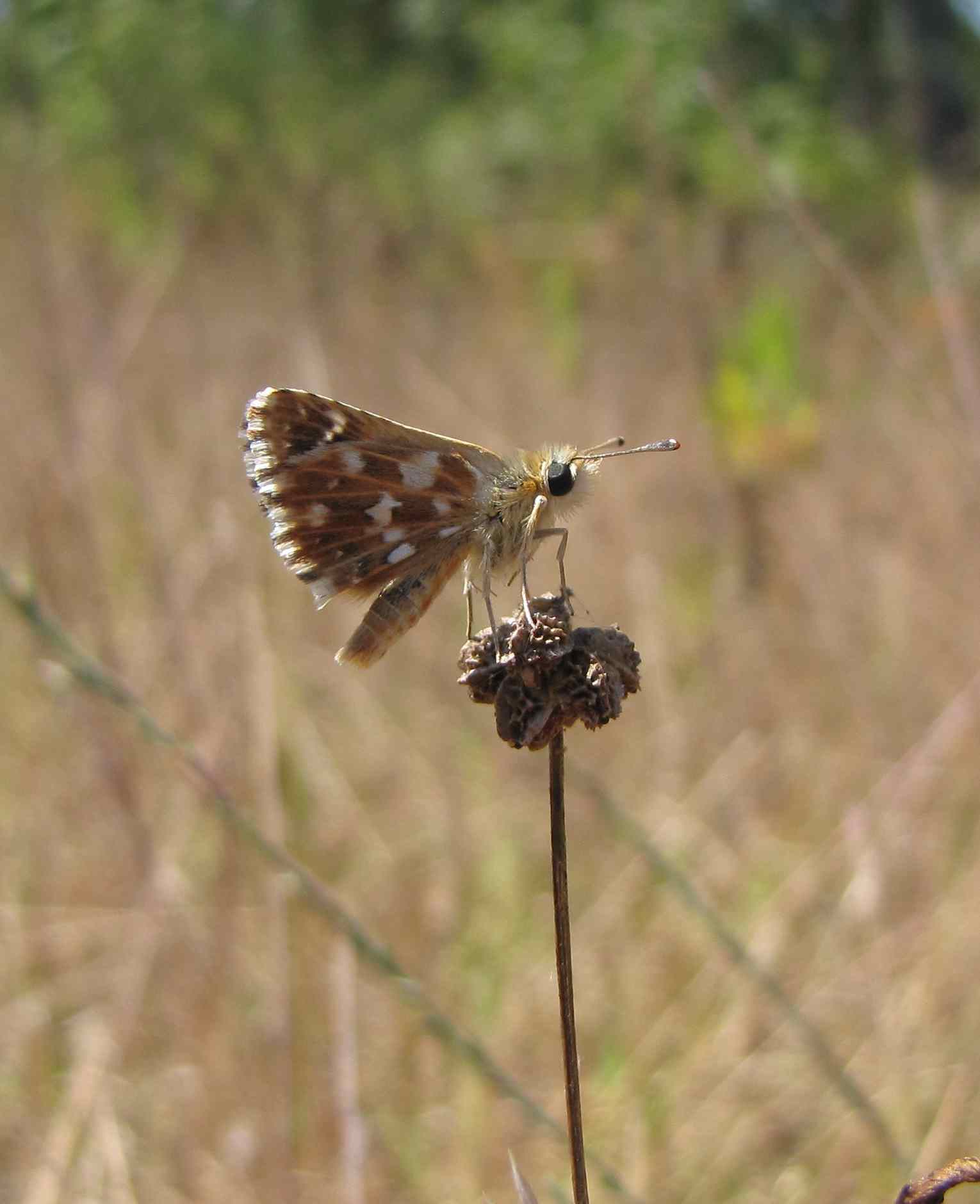 pyrgus? .....Spialia sertorius